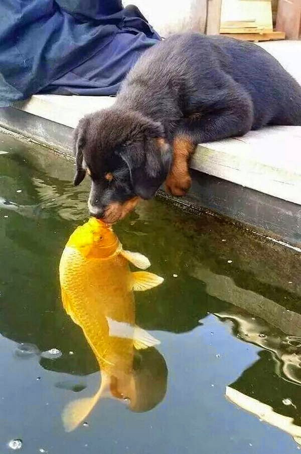 Funny animals of the week - 26 September 2014 (40 pics), animal photos