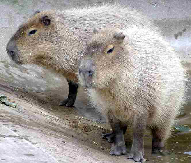 Images Capybara Rodent