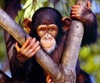 El comercio ilegal amenaza a los grandes simios y otros primates 