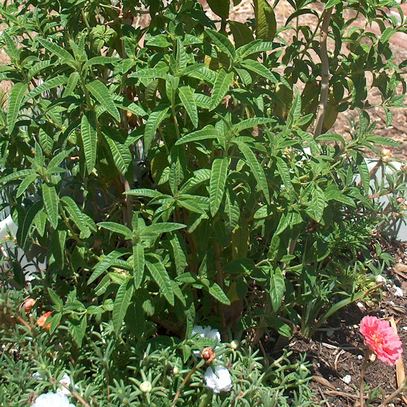 Edible Herbs, Flowers & Other Edibles Grow Your Own Dinner! Lemon