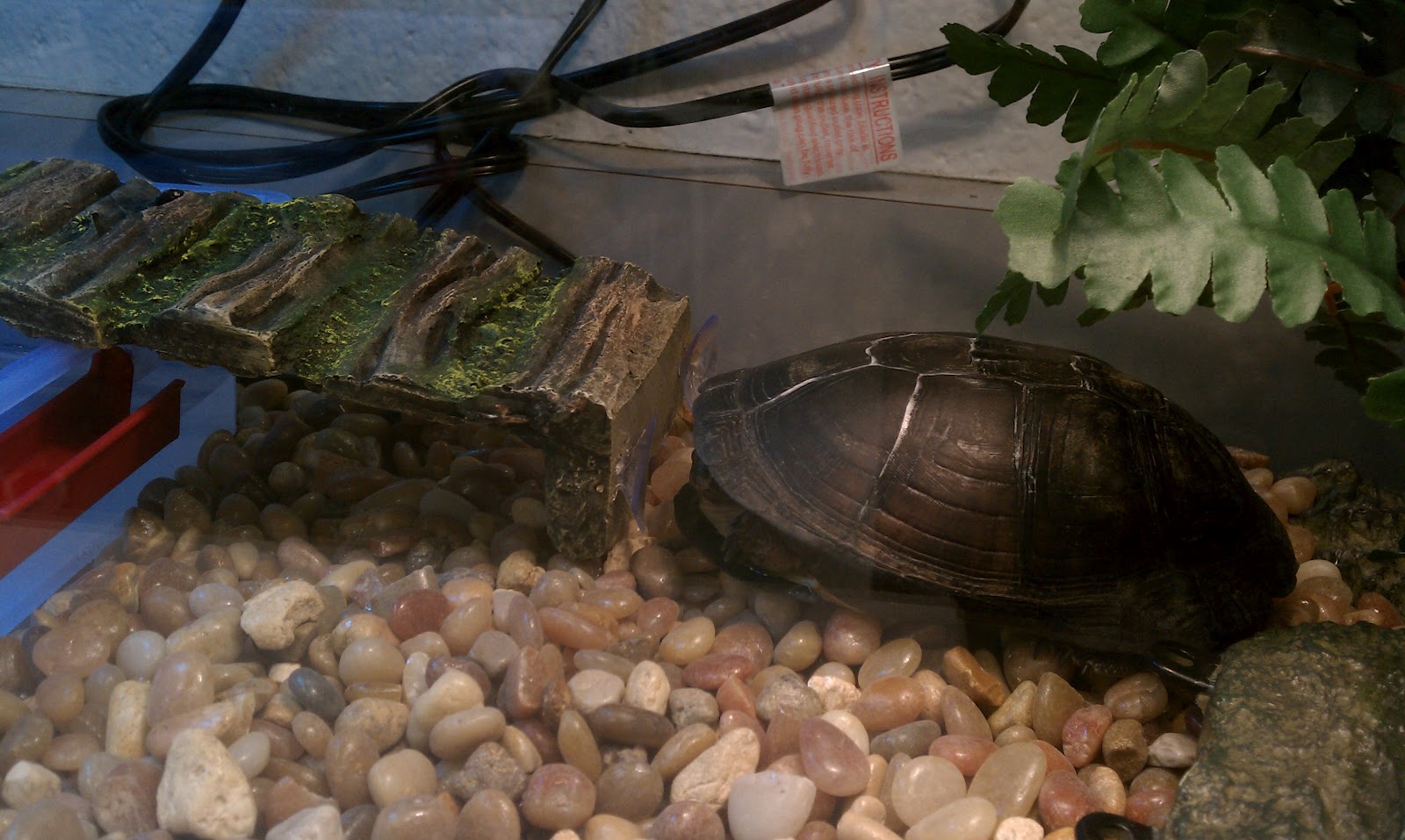 Cute Turtle Eating