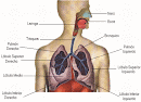 Aparato  Respiratorio