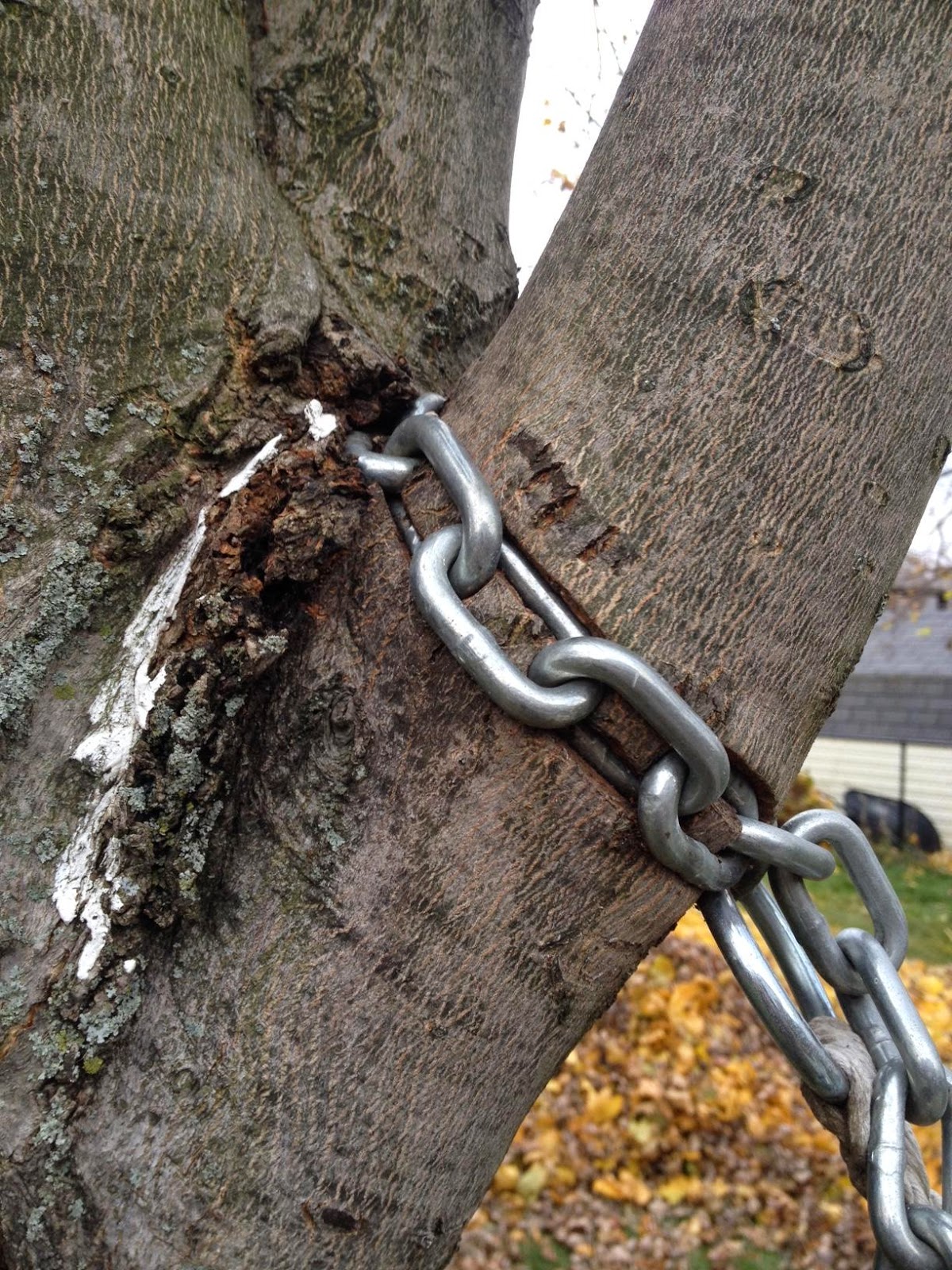 20 FASCINATING IMAGES OF TREES GROWING DESPITE OBJECTS IN THEIR WAY