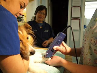 Teardrop's front leg is shaved in preparation of the IV catheter placement.