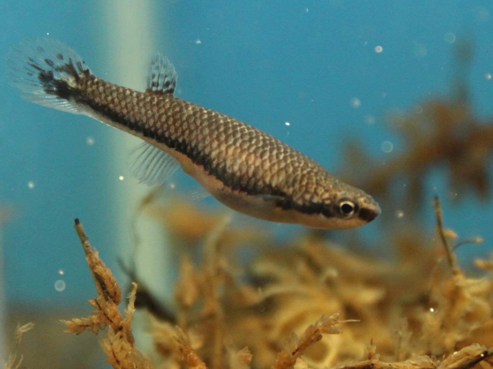 Breeding Laimosemion xiphidius