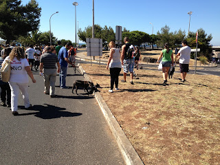 Australian Shepherd dog trekking in Oeiras