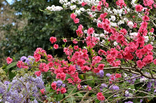 [Image: hoa-dao-no-ro-o-Uc-5.jpg]