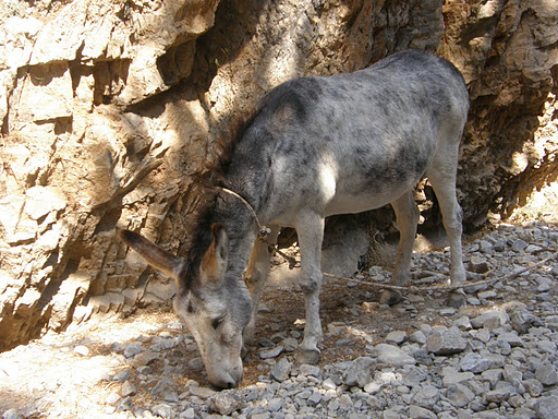 rencontre sportive nice