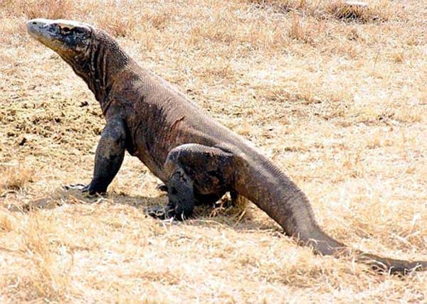 comodo dragon animal comodo dragon animal