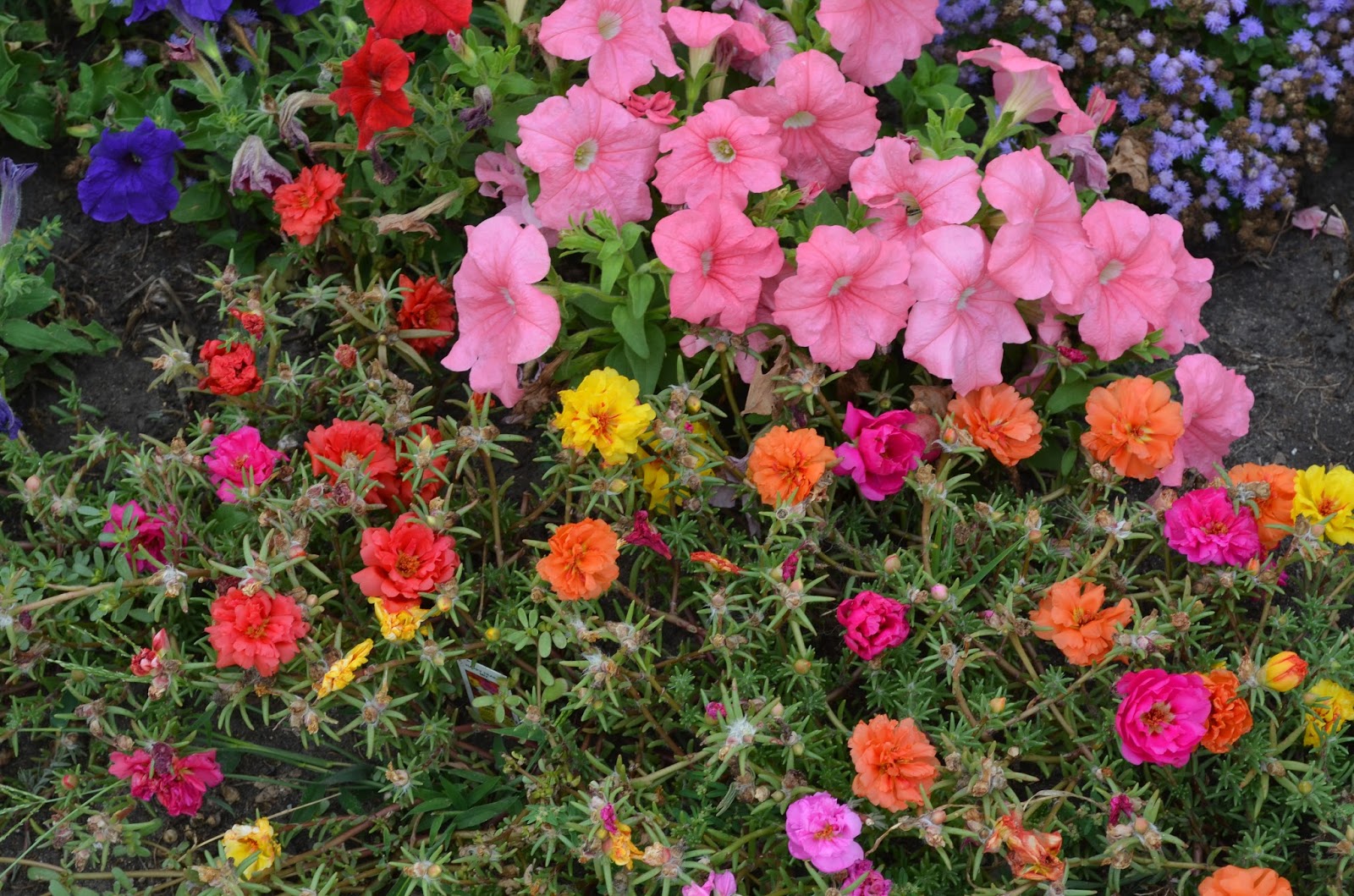 Back40 bringing back the old ways Moss Roses Portulaca grandiflora