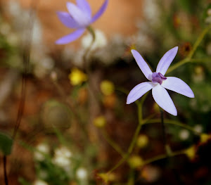 dainty blue orchid, Orchid Ridge near Perenjori Western Australia