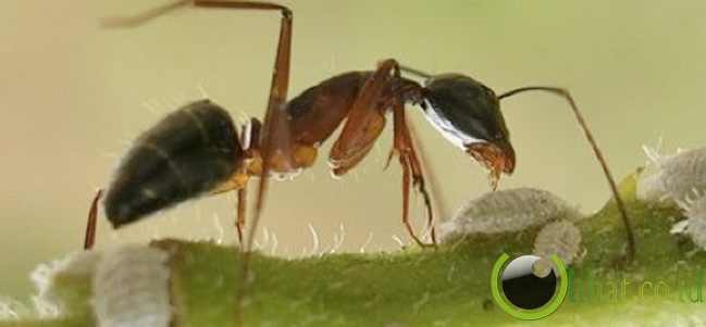 Malaysian Ant (Semut Malaysia)