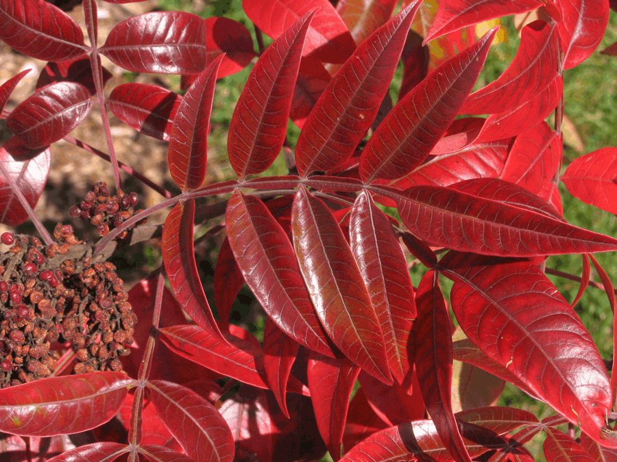Temperate Climate Permaculture Permaculture Plants Sumac