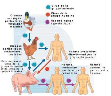 Influenza H1N1