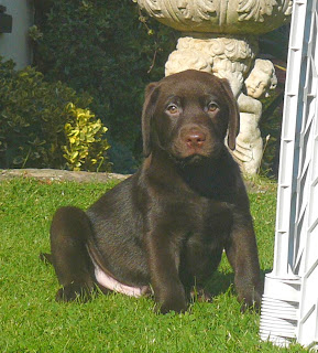 labrador puppy training tips