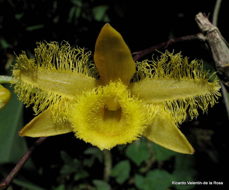 Ricardo's Blog, : February 2011