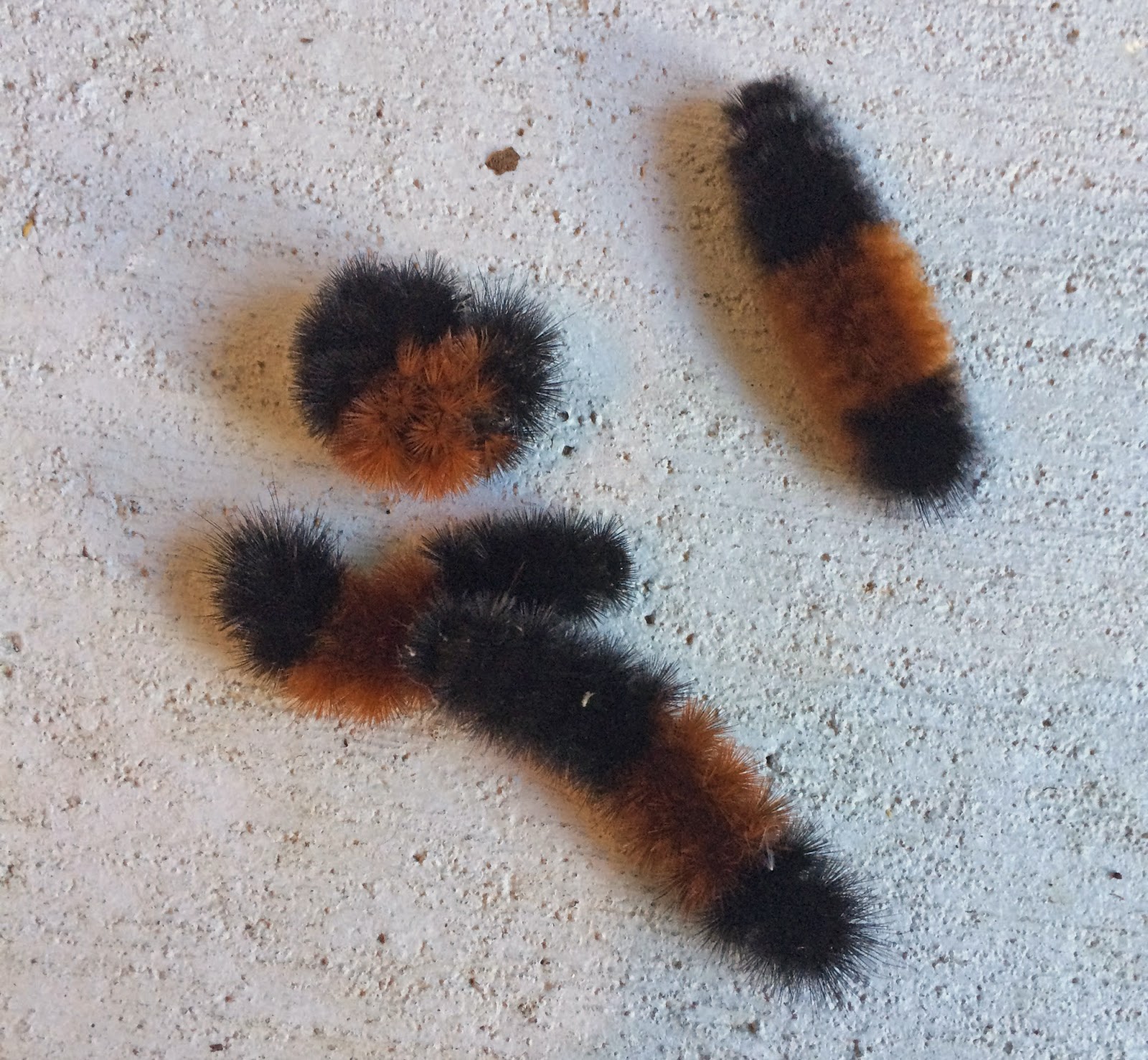 Northwest Butterflies Woolly Bear Fuzzy, Fun and Fascinating