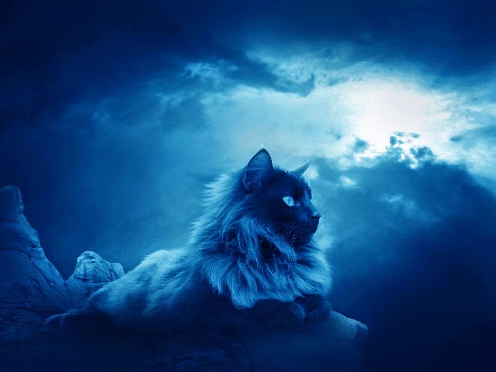 JAWA ADI: SIFAT KUCING