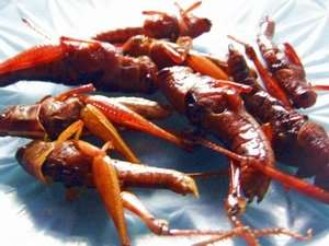 Belalang Goreng Kriyuk Belalang Goreng Kriyuk