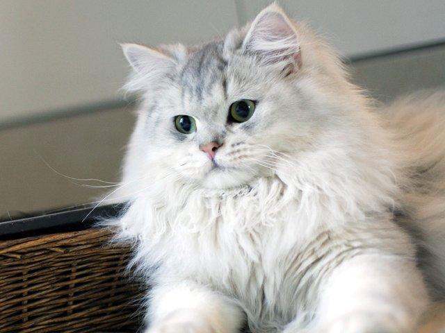 most-beautiful-british-longhair-cats.jpg