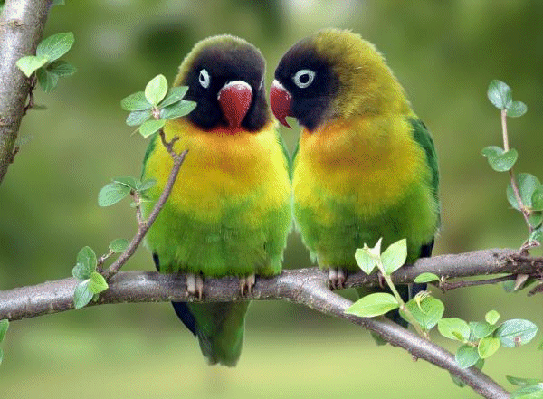 wallpapers of love birds. irds love