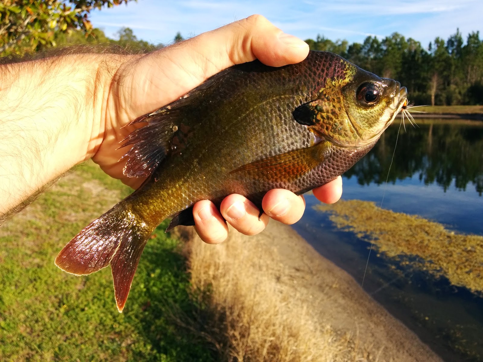 Troutrageous! Fly Fishing & Tenkara Blog Warmwater Fly Fishing Is