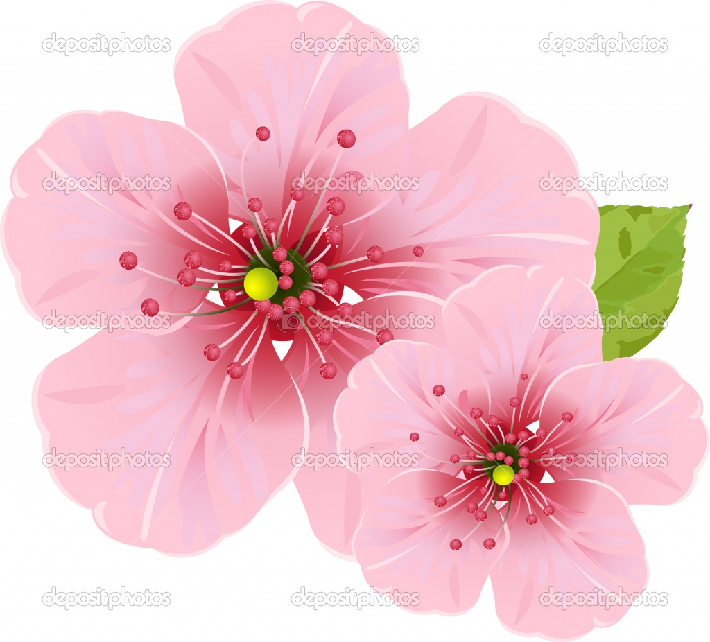 sia s blog my cherry blossom tree sia s blog my cherry blossom tree