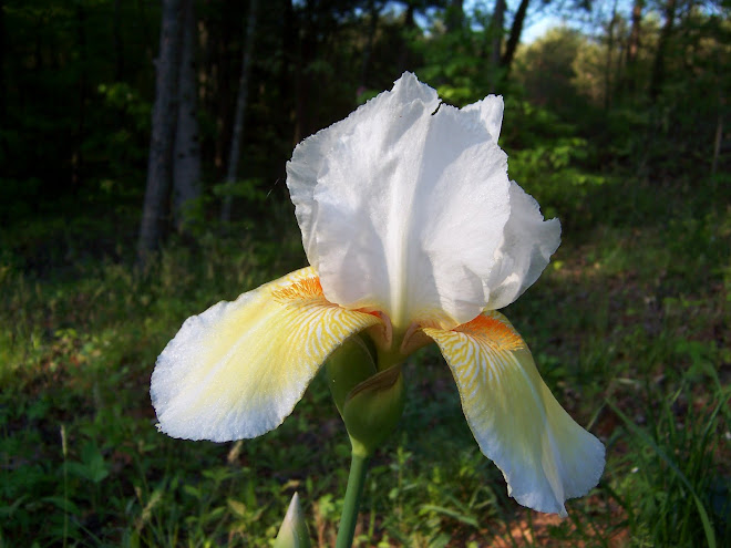 Beautiful Iris given to me by my sister, Becky, last year