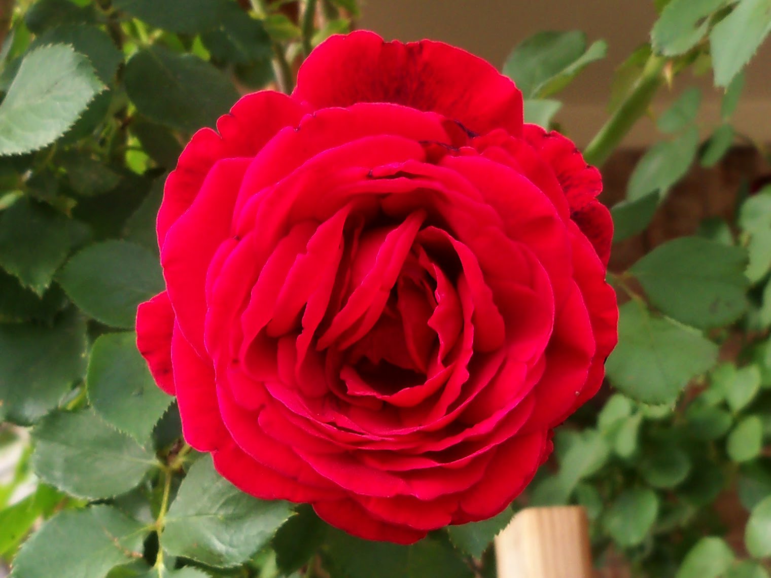 full red rose