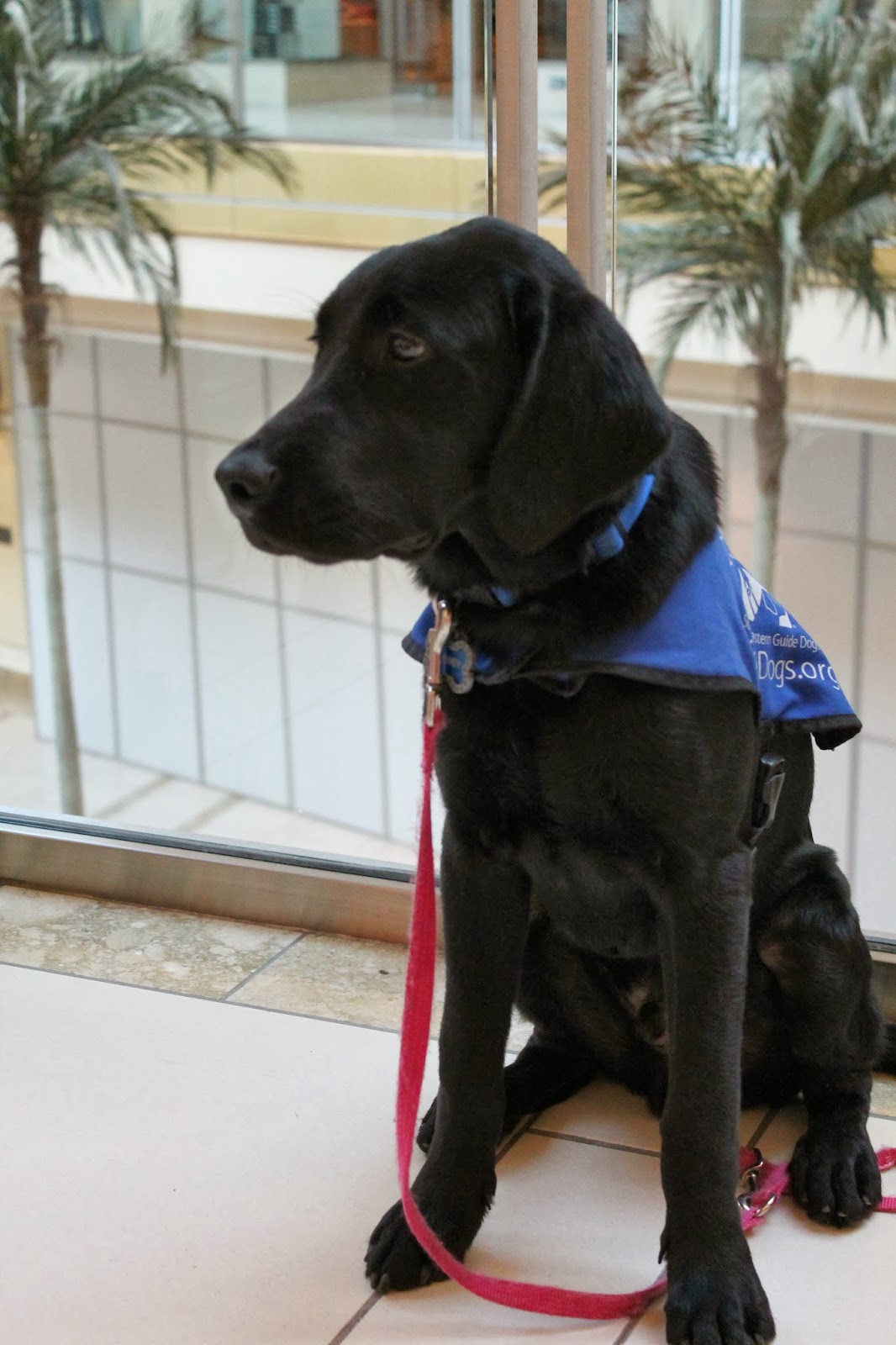 Mclean puppy chronicles: september 2013