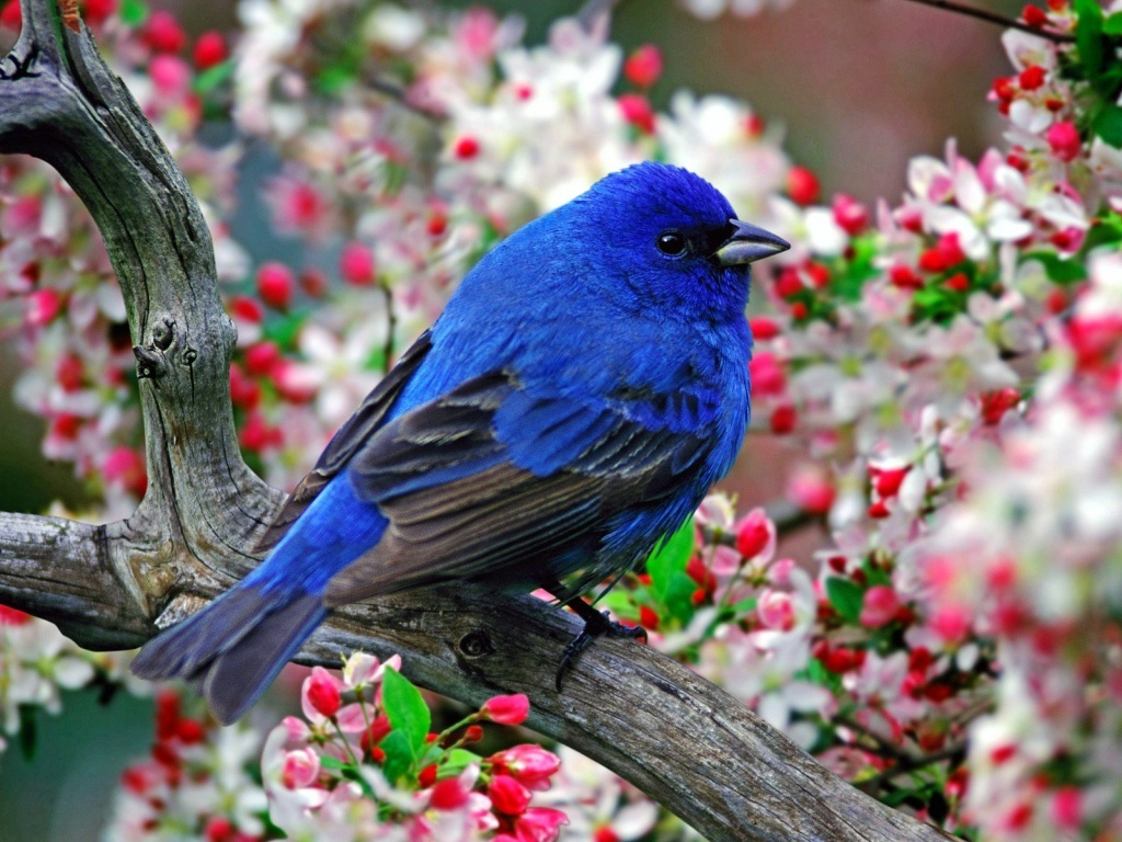 http://1.bp.blogspot.com/-0ZAB_T4R3pM/TbnWaKCbbqI/AAAAAAAADZQ/AwXV5nVaIDw/s1600/beautiful-blue-bird-wallpaper+1+%25282%2529.jpg