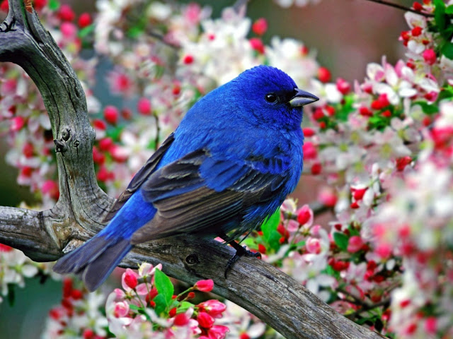 அழகிய பறவைகள் (Beautiful-Blue-Bird-Wallpaper) Beautiful-blue-bird-wallpaper+1+%25282%2529