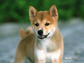 Shiba Inu dog wallpaper EA39044