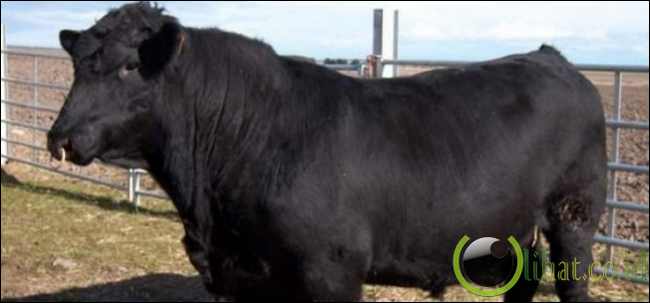 Sperma Sapi Sperma Sapi