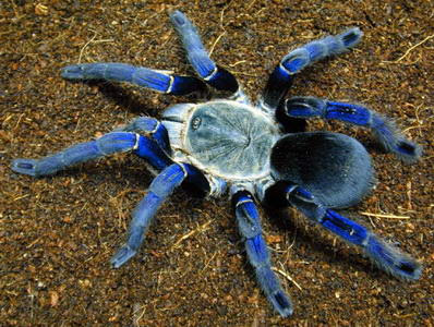 Mahluk Tarantula