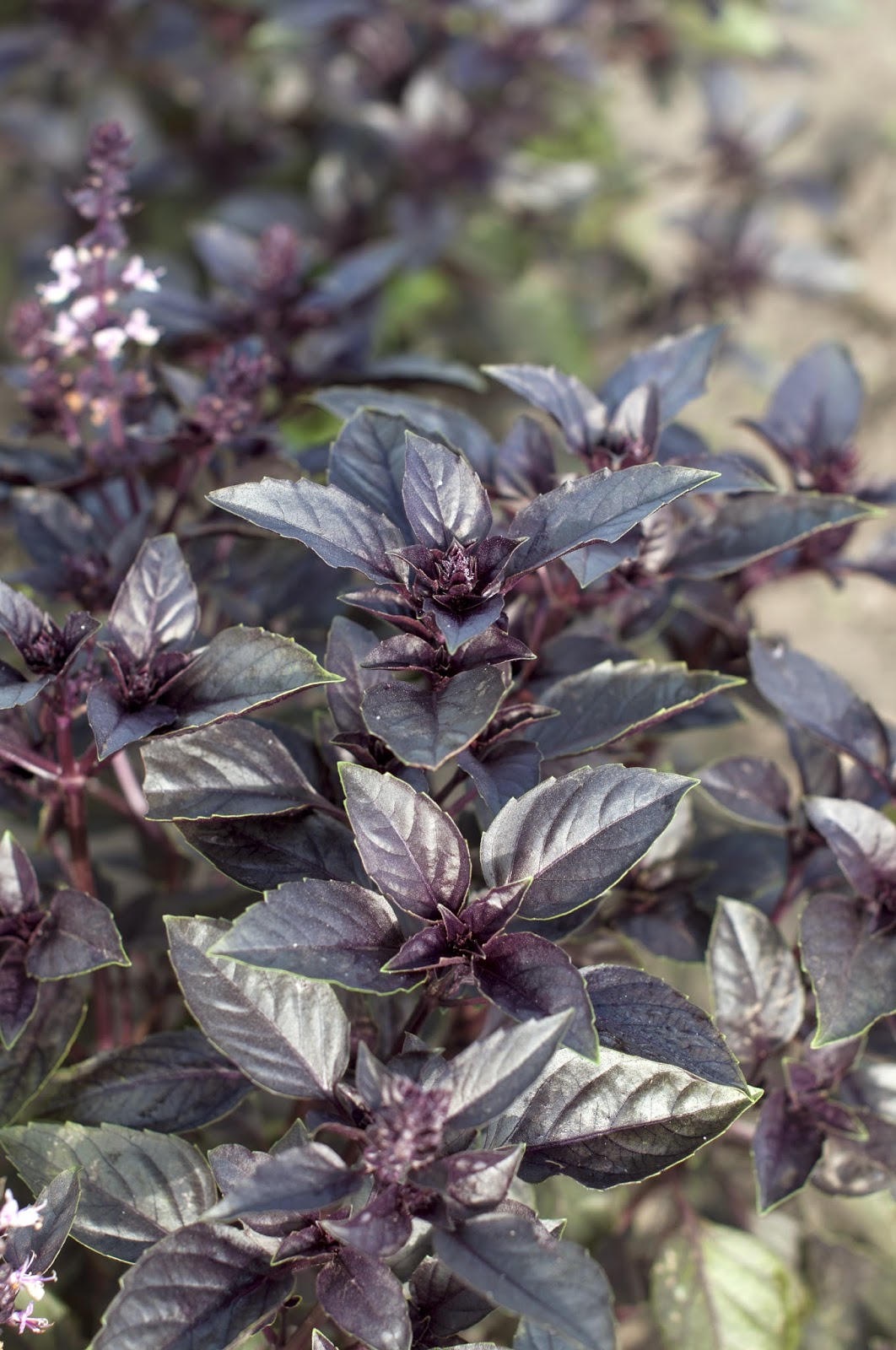 Pesto Basilico Viola at Kali Green blog