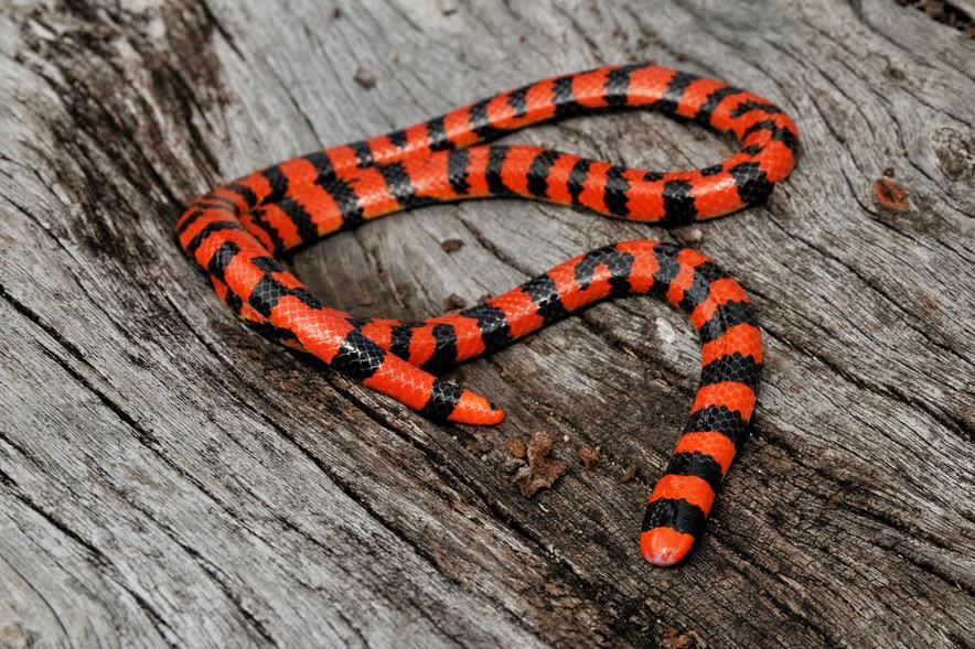 AnliKira Red Pipe Snake (Anilius scytale) Photograpy