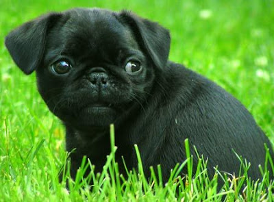 Black Pug Dog
