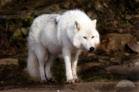 White Wolf : World Animal Day celebrated on October 4th (Video)
