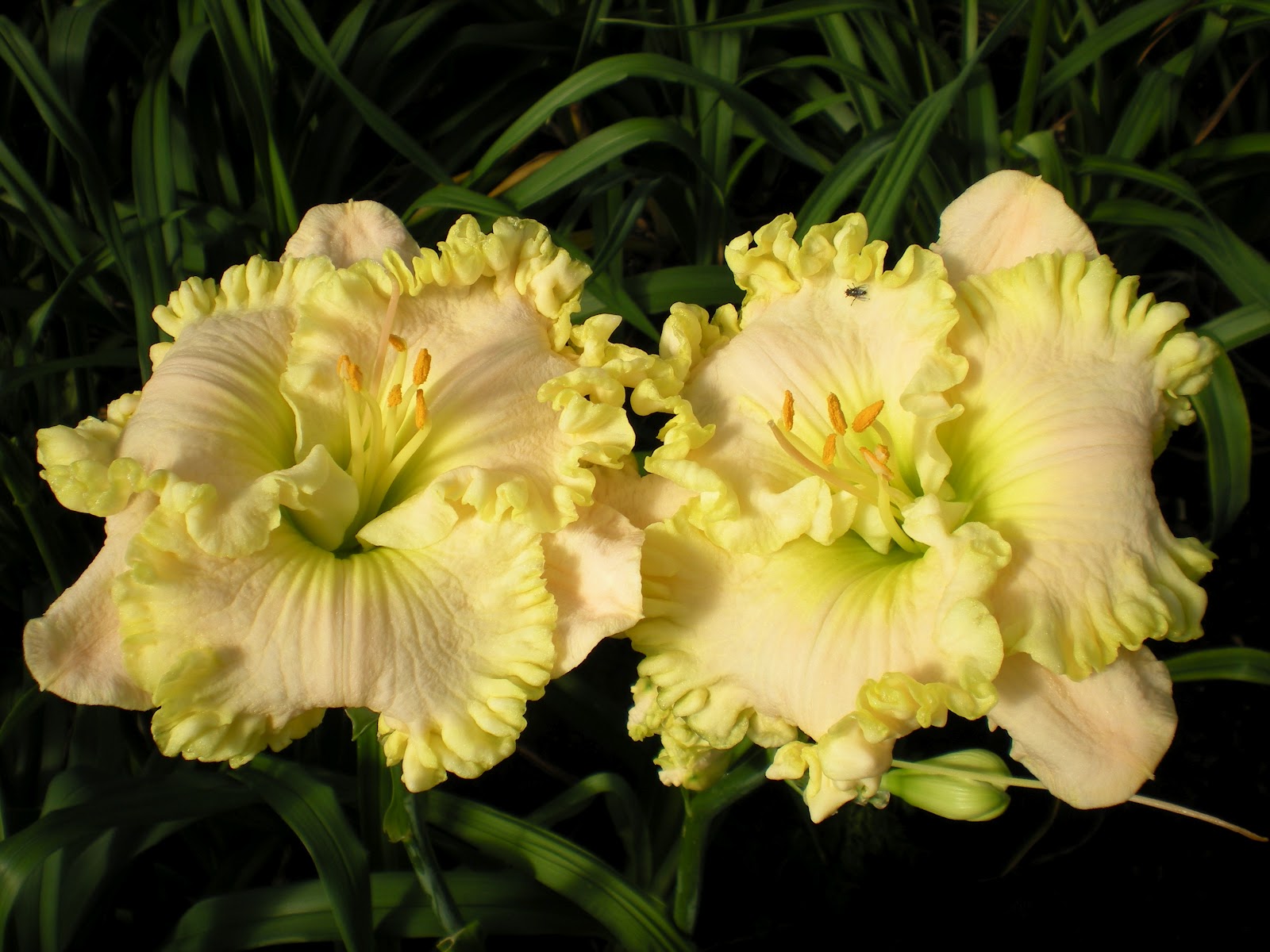 Lewis Daylily Garden Larry Grace's daylilies