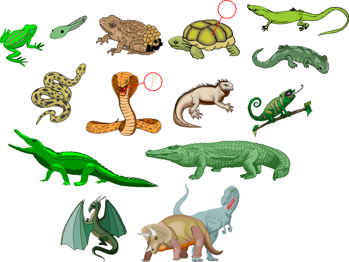 Nombres de animales reptiles en español Imagui