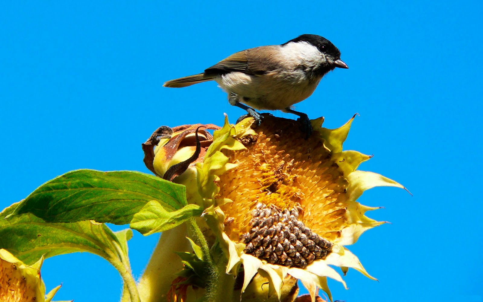 HD-Hintergrundbilder: sonnenblumen, vogel, herbst, bilder ...