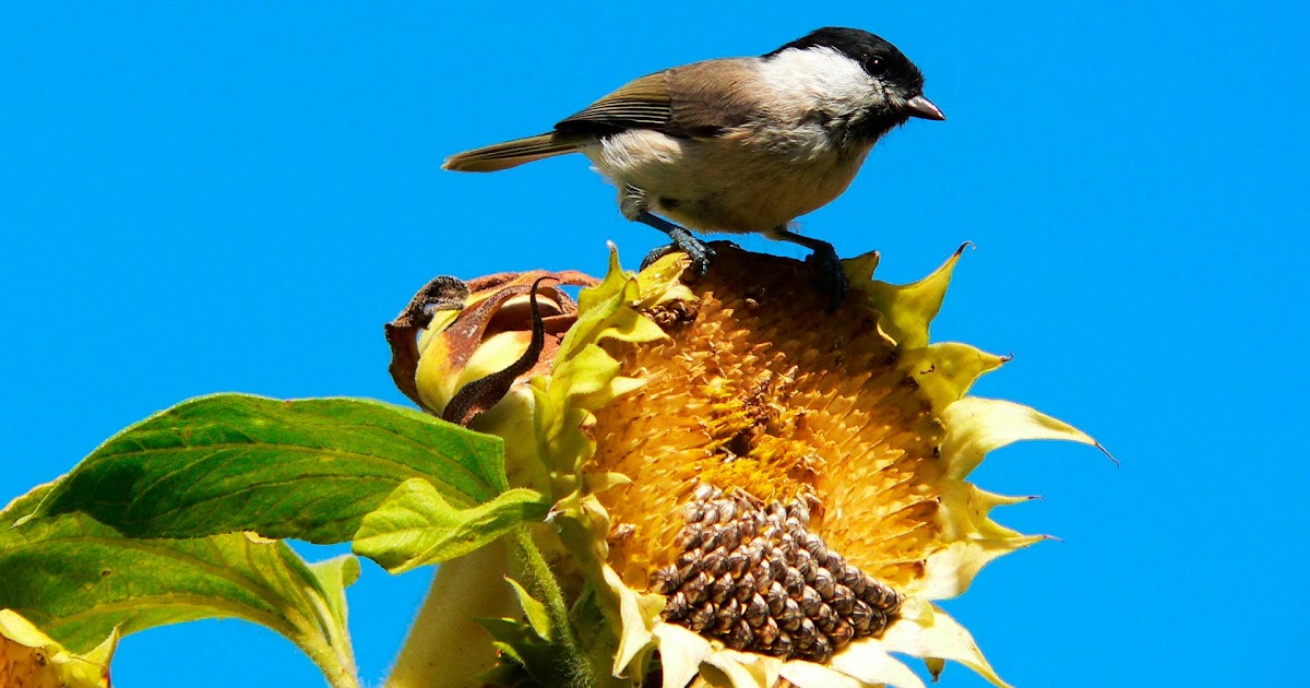 HD-Hintergrundbilder: sonnenblumen, vogel, herbst, bilder, kostenlos