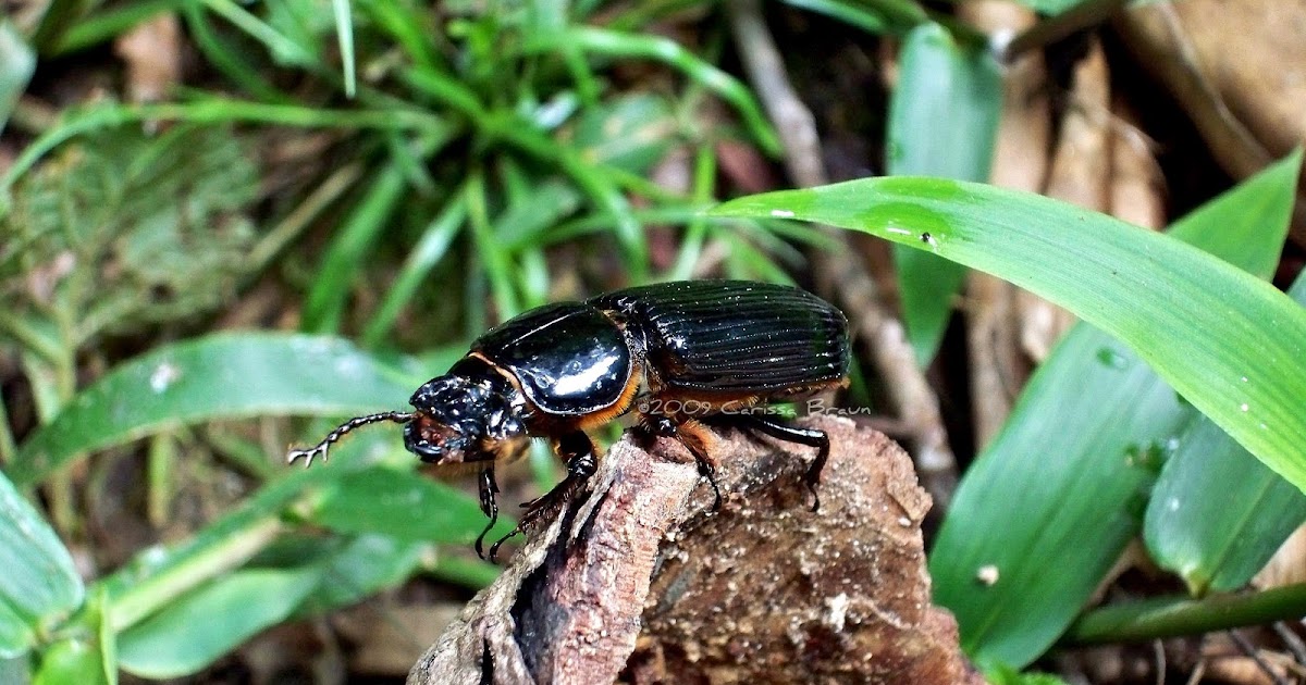 Nature Photography and Facts Bess Beetle