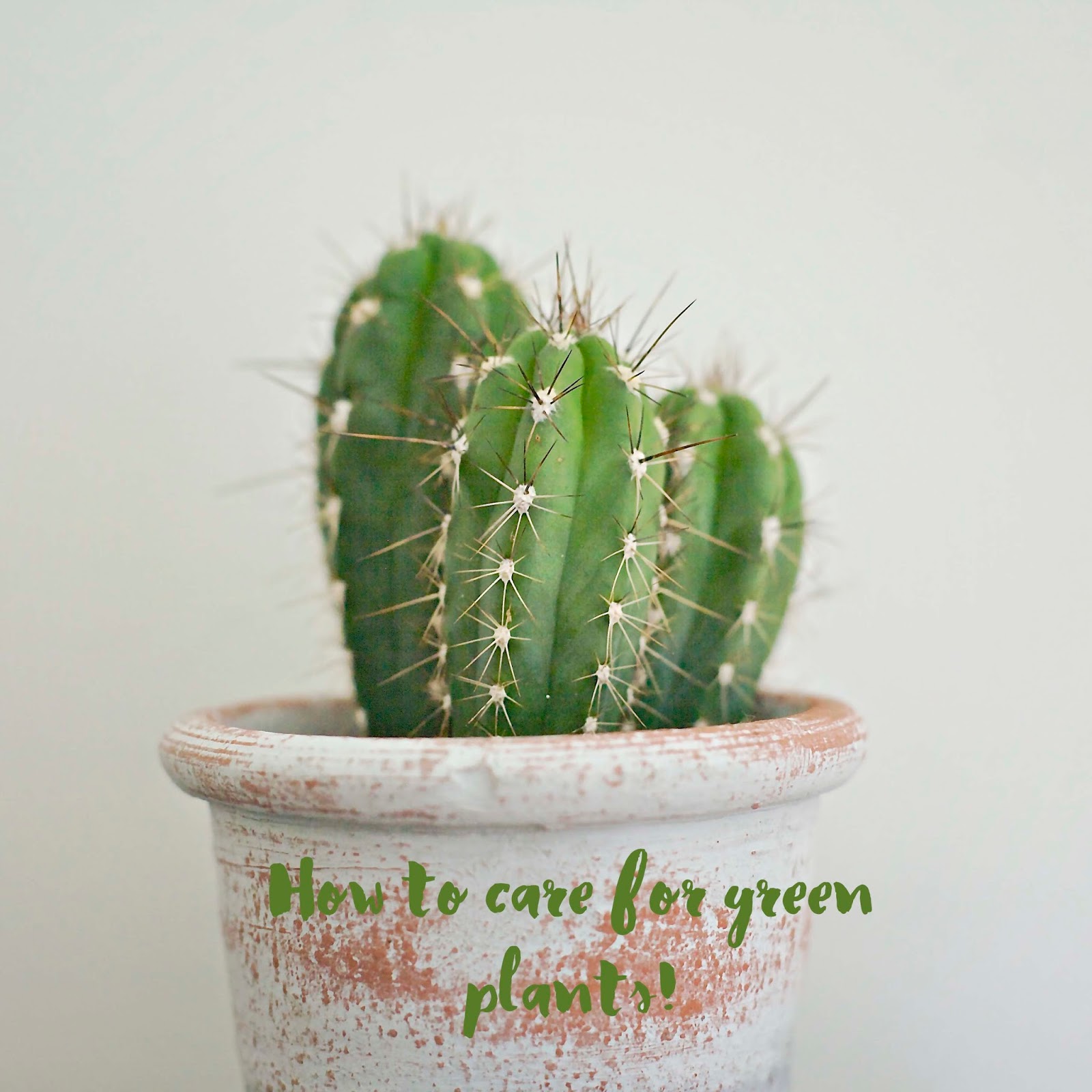 ANYA ADORES /HOW TO CARE FOR GREEN PLANTS / part 1