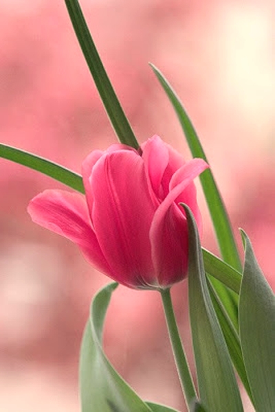 Imagenes Hermosas. Fotos Lindas y Bellas. Bajar para Facebook ⭐