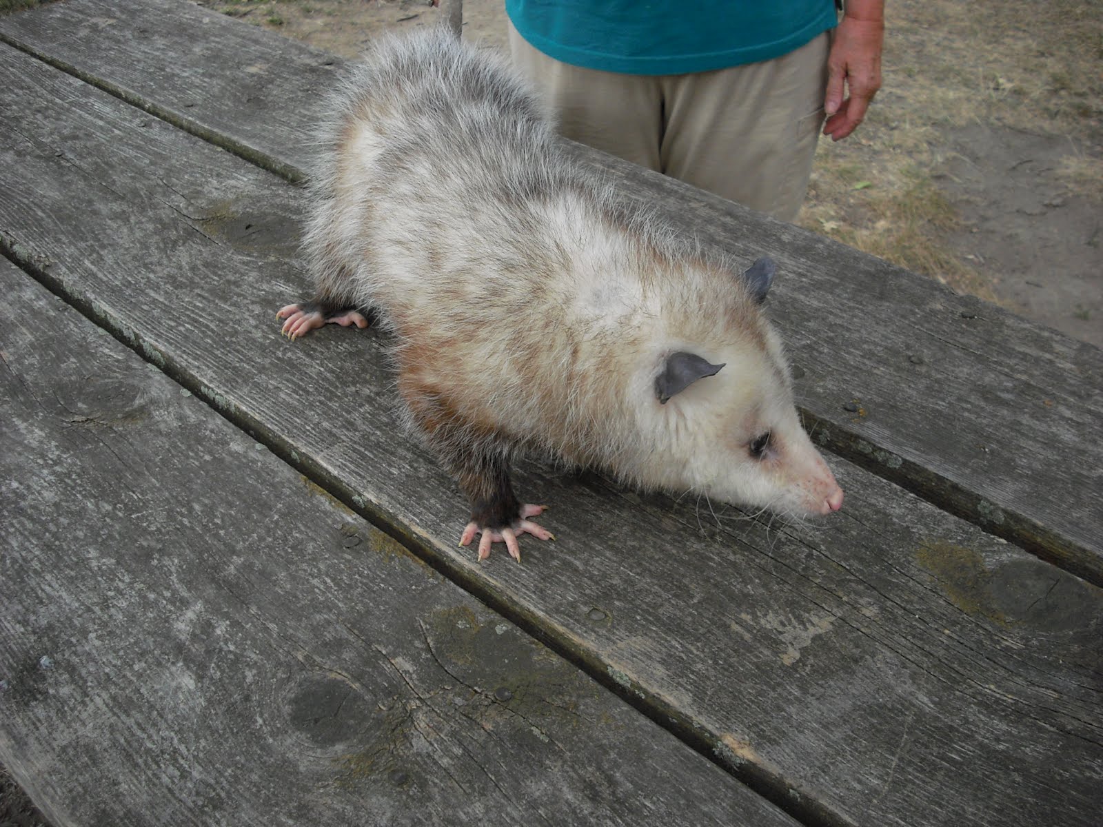 RIGHT WHERE WE BELONG: AWW Mondays: Black Bear and More