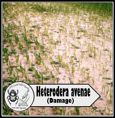 مقدمة عن نيماتودا النبات وأنواعها وصفاتها والأهمية الاقتصادية مظهر الإصابة بنيماتودا الحوصلات