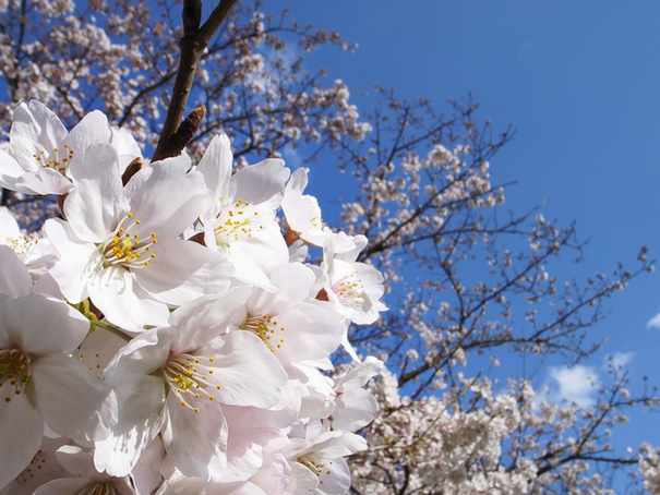 japanese cherry tree blossoms16. Indanya bunga sakura berlatar