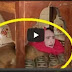 فيديو .. امرأة بجسد ثعلب تجتذب الزوار في حديقة للحيوانات  